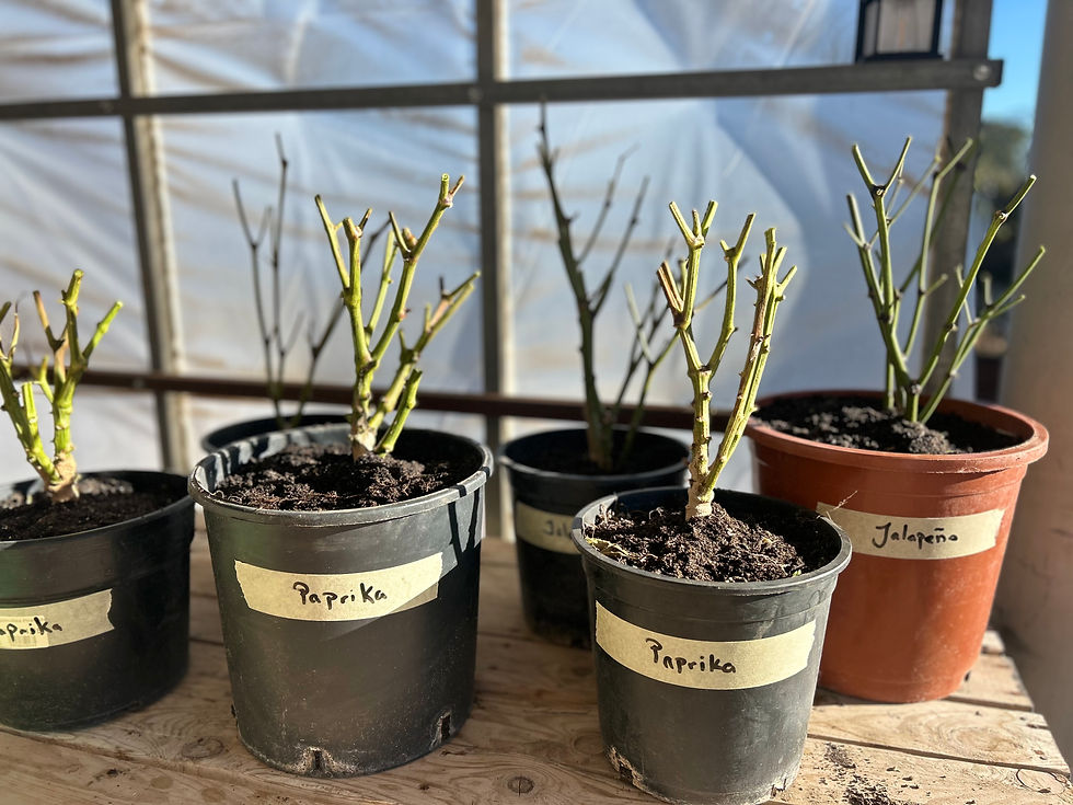 Pruned plants, ready for sleep time