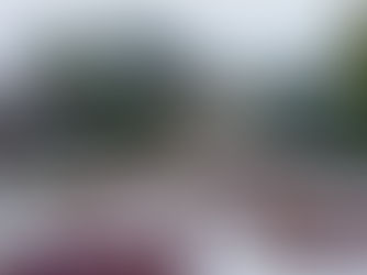 Early gardening tips : What to sow indoors and directly in January