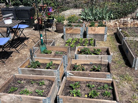 Why my strawberry planters didn’t work (and what I’m changing)