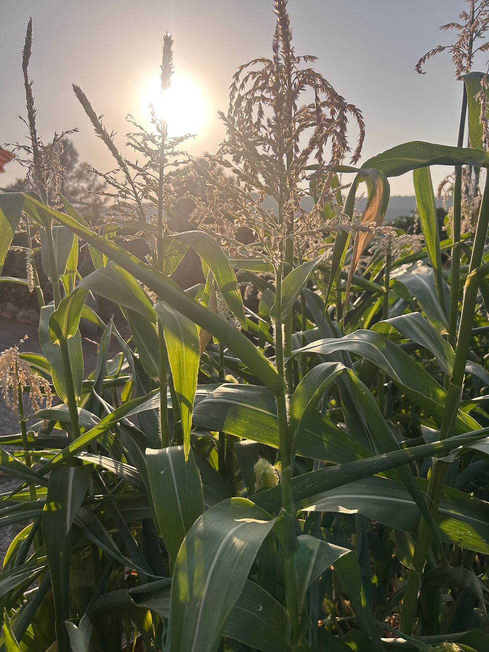 Hello August! The corn is growing!