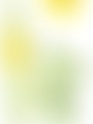 Bouillon Blanc