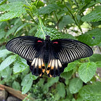 Single-Open-Butterfly.jpeg