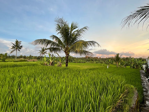 RiceField.jpeg