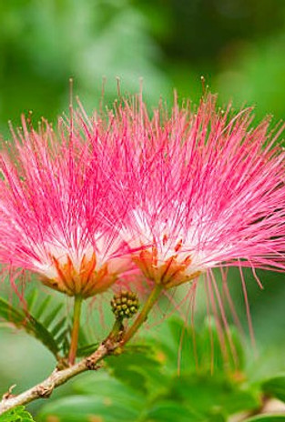 Albizia1-1.jpg