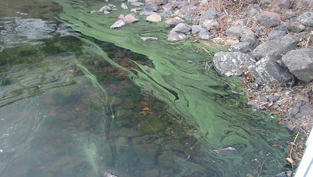 Toxic algae paint bloom.jpg