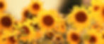 AdobeStock_213385785 (1).jpeg