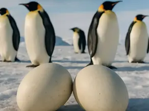 🐧 Reproducción bajo cero: cómo evita el pingüino emperador que sus huevos se congelen