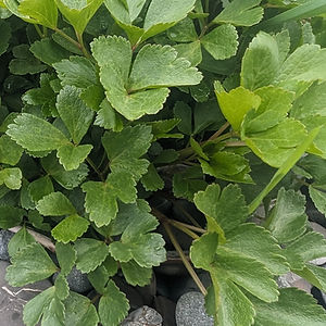 Scotch Lovage
