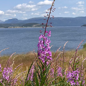 Fireweed flowers