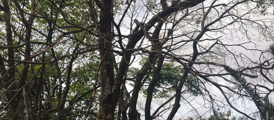 FERNANDO DINI PEDE ATENÇÃO PARA PATRIMÔNIO HISTÓRICO