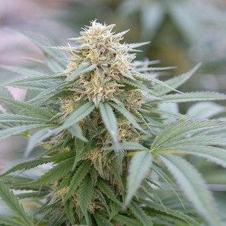 Cannabis Macro Photography Portland,OR B.A. Botanicals Honey Banana