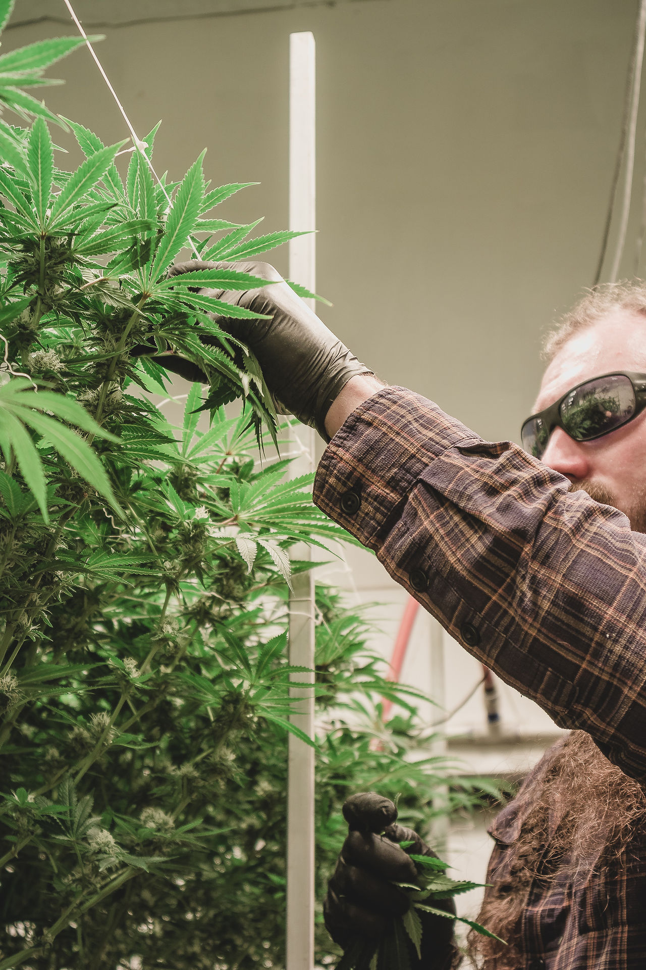 Injoy Gardens Cannabis Tour