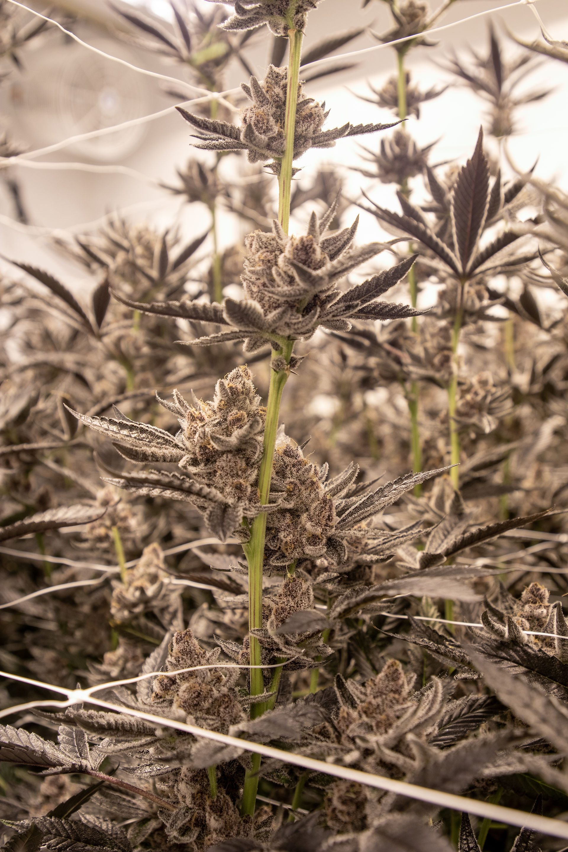 Happy Daddy Gardens Cannabis Portland