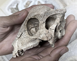 Zava skull 3 credit Alfio Alessandro Chi