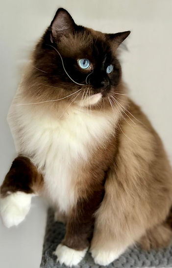 SEAL POINT MITTED