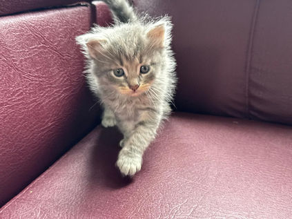 BEBES SIBERIANOS BREEDINGCAT