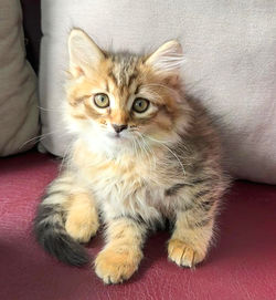 siberianos breedingCat