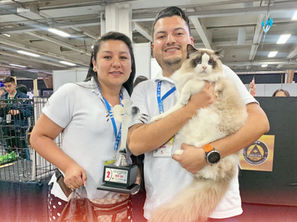 BREEDINGCAT CRIADERO D EGATOS RAGDOLL Y SIBERIANO