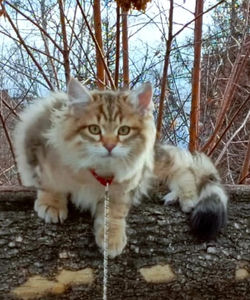 SIBERIANOS BREEDINGCAT