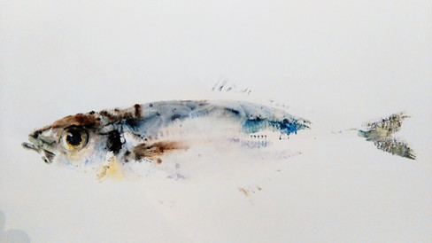 Gyotaku de sardine réalisé à l'aquarelle et retravaillé. L'oeil du poisson a été peint après l'empreinte.