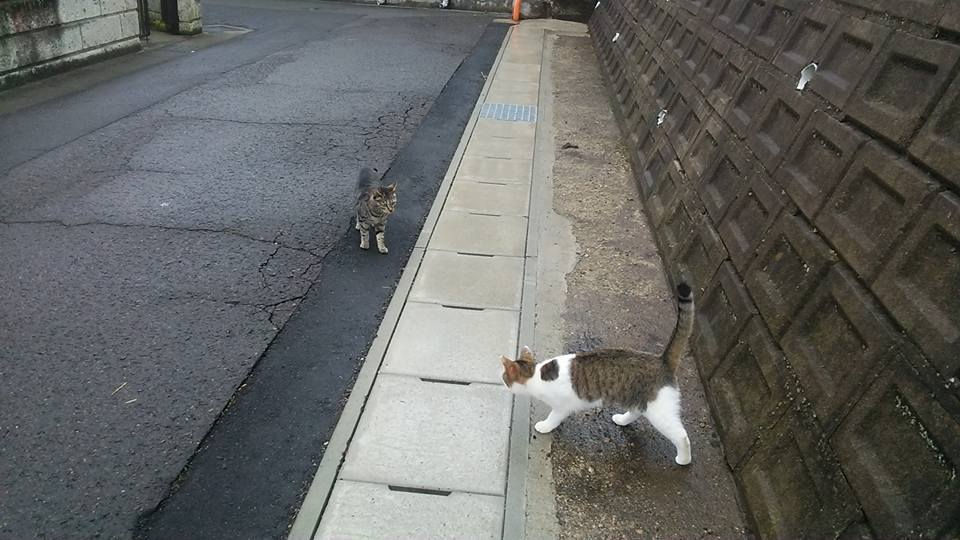 30724761_1831751997119274_4955913179975904432_n