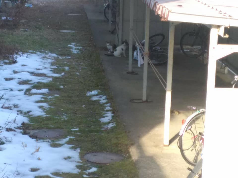 27331553_1614670838601769_7660642718203238215_n