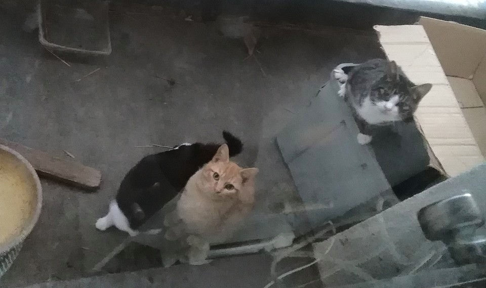 26001057_1575732692495584_6256685172358937310_n