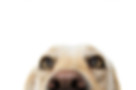AdobeStock_258722556-compressor.jpeg
