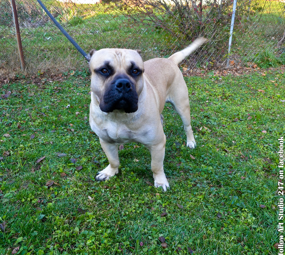 Presa Canarios for sale