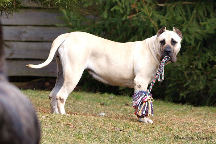  Presa Canario for sale