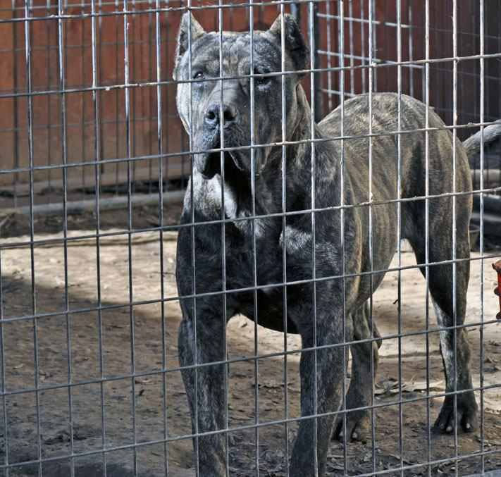 Presa Canarios for sale