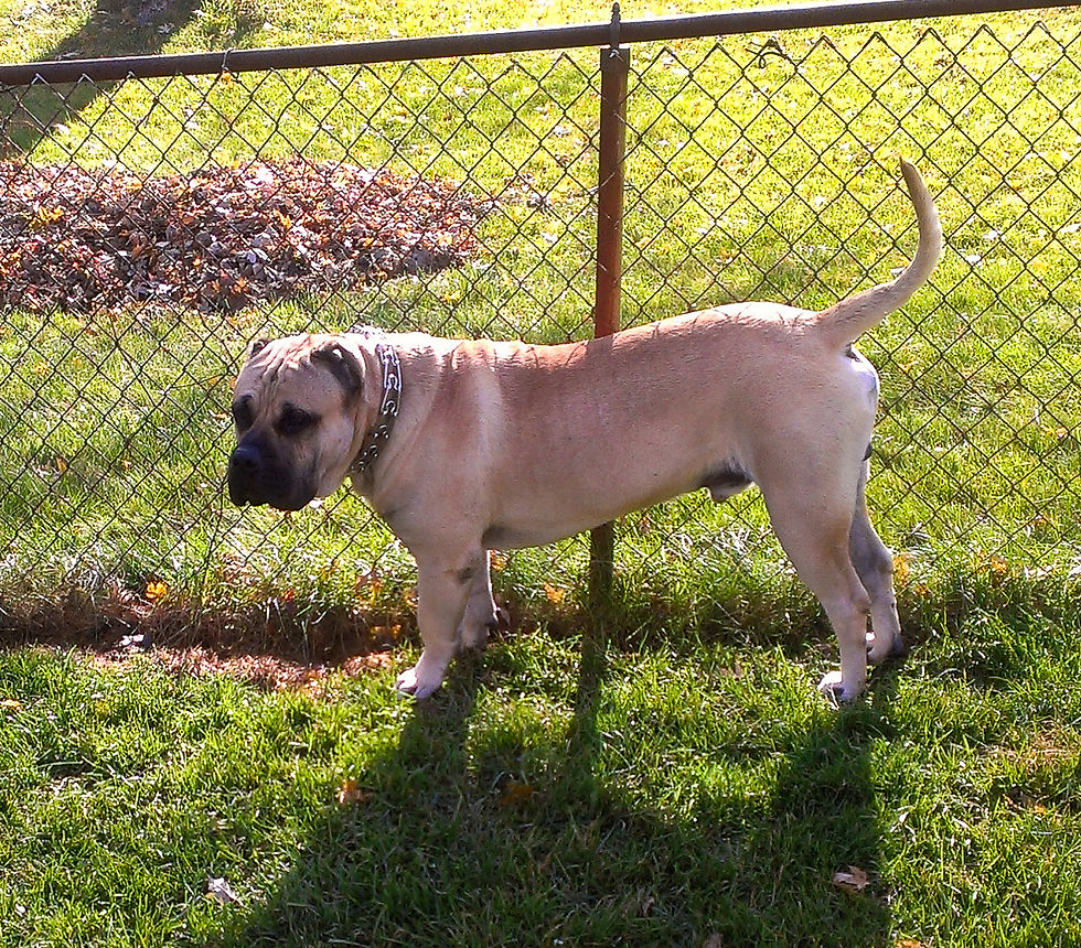  Presa Canario for sale
