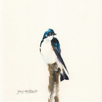 Original Watercolor painting of Tree Swallow in the Birds collection. This painting is For Sale.