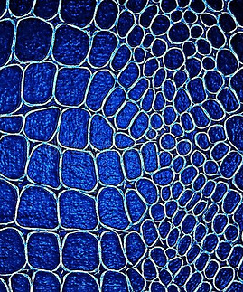 crocodile-leather-texture-background-macro-shot-blue-color-176883575.jpg