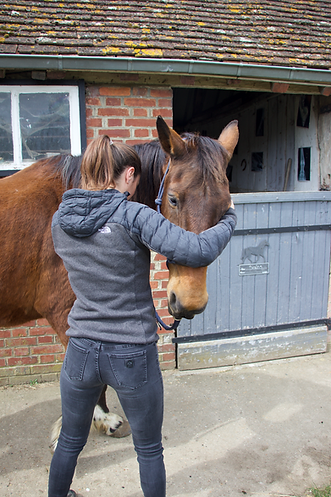 ostéopathe qui manipule un cheval