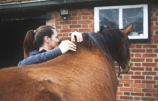 ostéopathe pour cheval