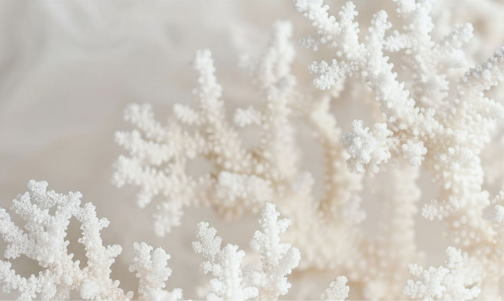 Delicate White Coral Branches_edited.jpg
