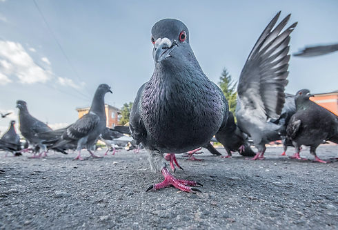 pigeon guano clearance from React_SM.jpe