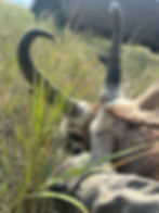 Successful antelope hunt conclusion at sunset