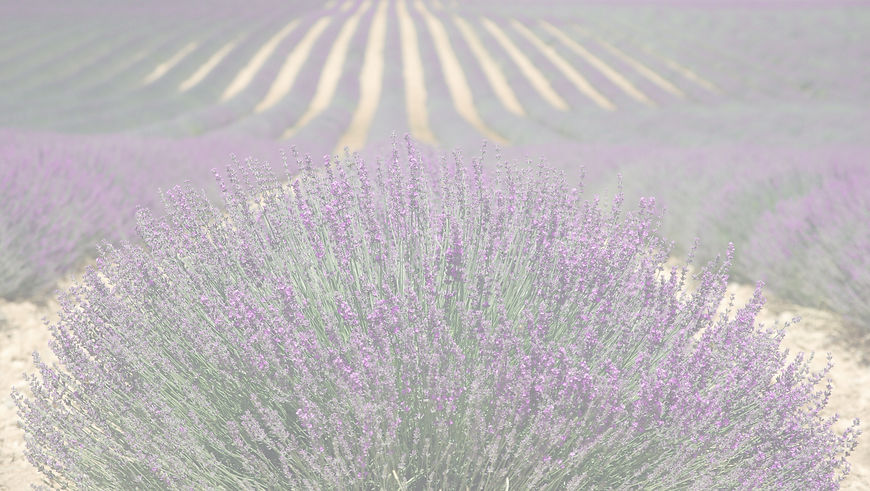 Lavender Fields_edited.jpg