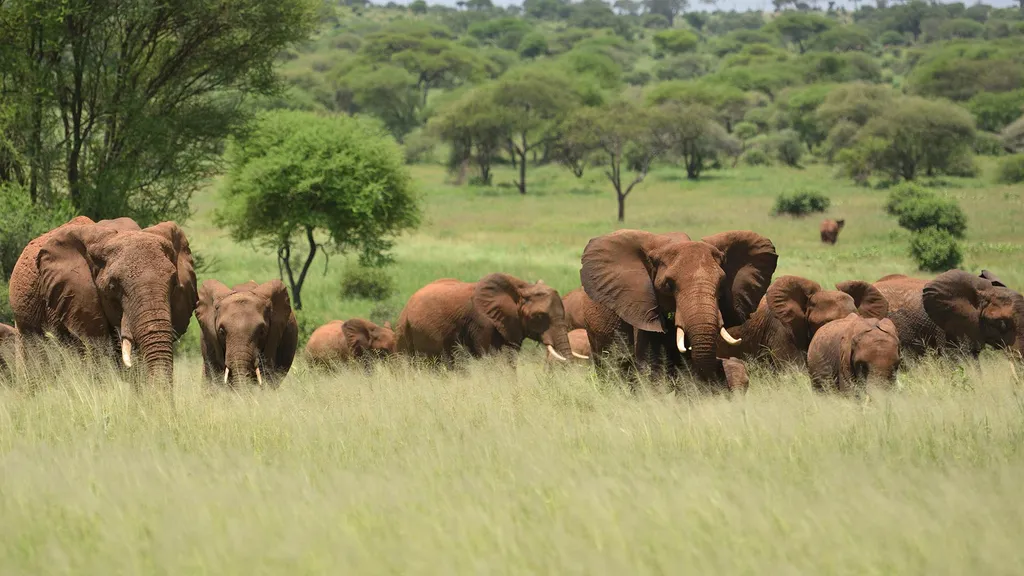 wildlife-serengeti-national-park.jpg.webp