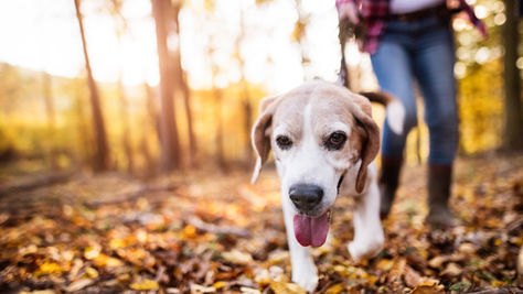 Dog walking in Autumn West Wales