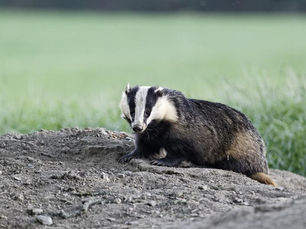 Badger in Mid Wales