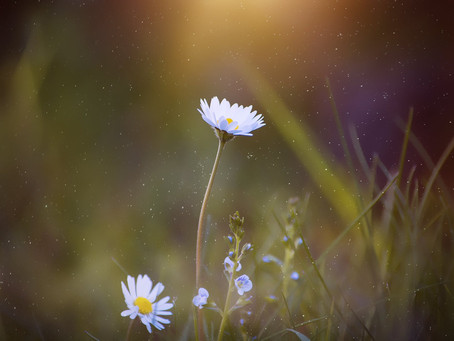 A Resurrected Life