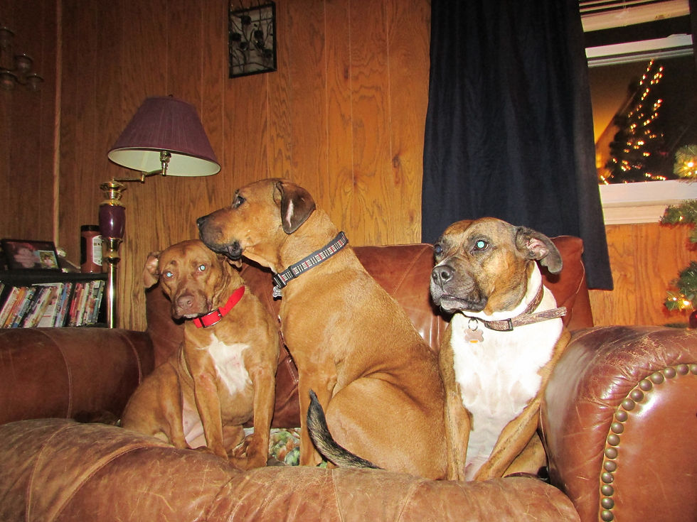 Our Gang