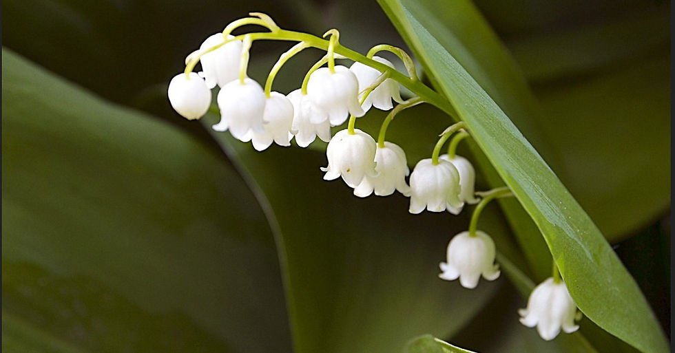 White bell shaped flowers on small delicate individual stems on a main green stem with large fleshy leaves standing tall. Background darker green leaves. A macro photo.