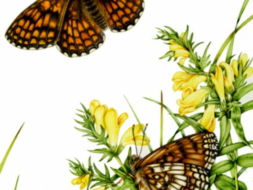 Butterflies & Botanicals