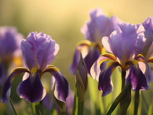 Positives in Life *MH