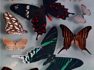 🐾 Wild About Animals 🎨