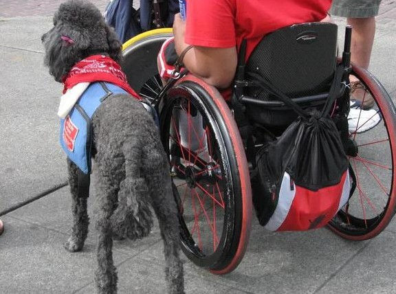 Person in a red short sleeve t-shirt in a wheelchair on the pavement, is accompanied by a tall black, standard poodle with blue identifying jacket and red neckerchief.